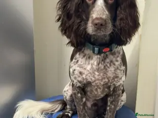 Cocker Spaniel dogs Cocker spaniel - Advert 4