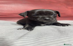 Chihuahua dogs for sale: Chihuahua Boys  - Image 2