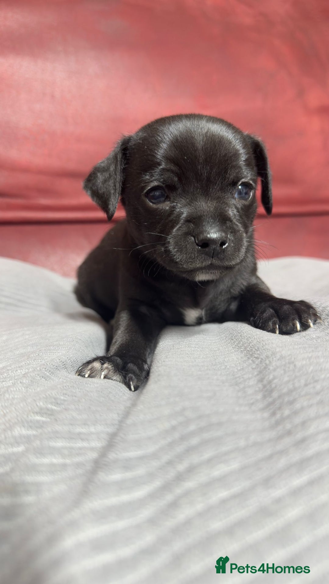 Chihuahua dogs for sale: Chihuahua Boys  - Image 2