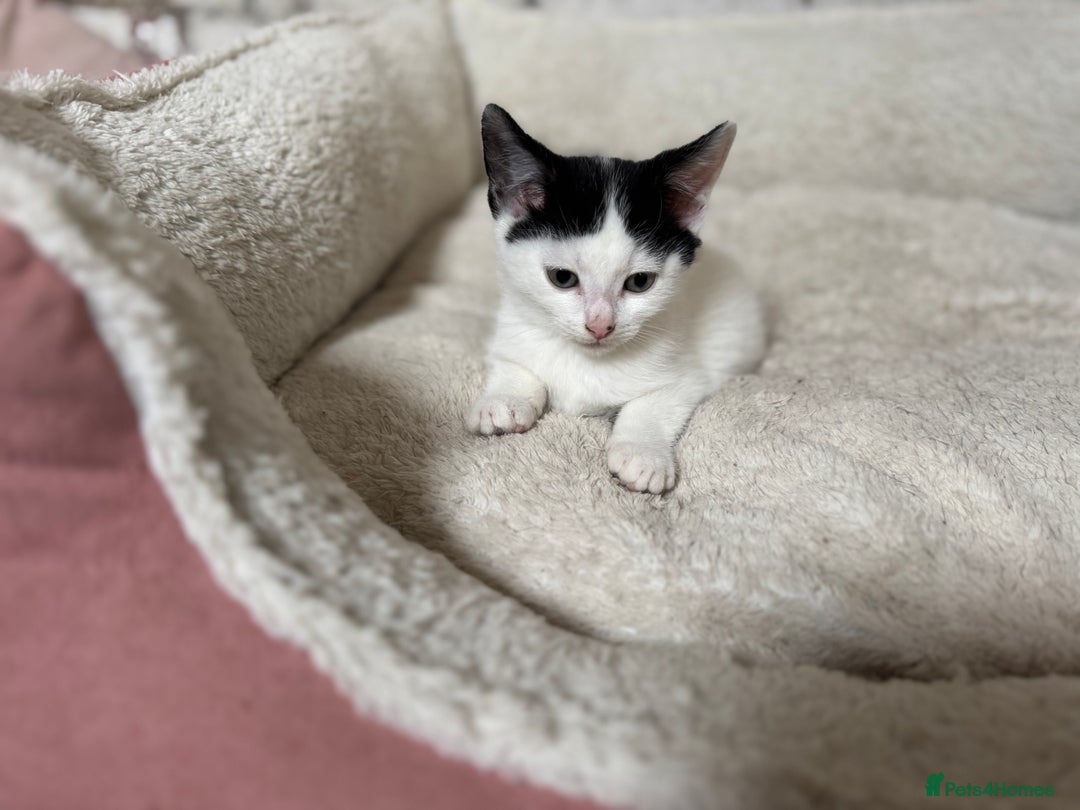 Domestic Shorthair cats for sale: Adorable Kittens Looking for a Loving Home, 🏡 - Image 10
