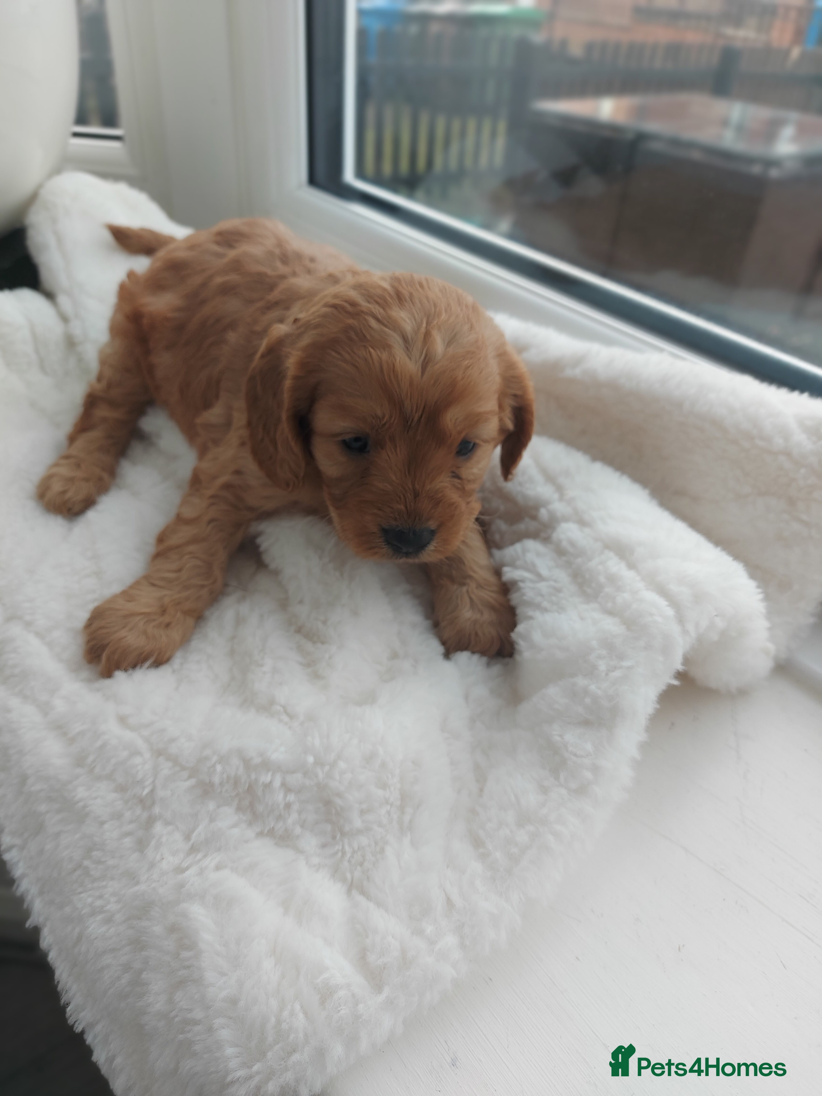 Cavapoo dogs F1 Cavapoo puppies  - Advert 3
