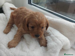 Cavapoo dogs F1 Cavapoo puppies - Advert 3