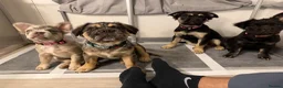 French Bulldog dogs for sale: Fluffy French bulldog KC registered - Advert 26