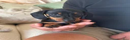 Miniature Dachshund dogs for sale: Miniature Dachshund Girls Ready to go now in Ashbourne - Advert 7