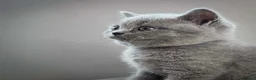 British Shorthair cats for sale: British shorthair kitten - Advert 3