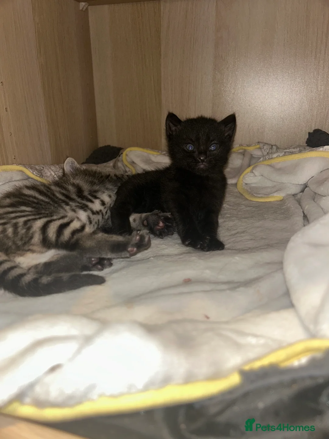 Mixed Breed cats for sale: Beautiful kittens  - Advert 34