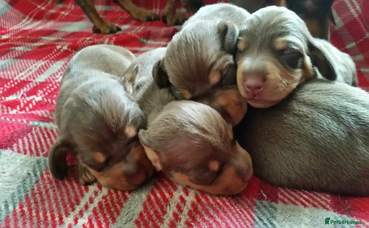 Miniature Dachshund dogs - Advert 12
