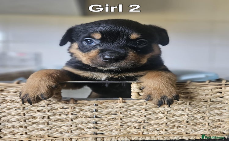 Rottweiler dogs - Advert 2
