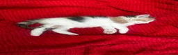 Domestic Shorthair cats for sale:     Beautiful kittens Looking for Loving Homes - Advert 3