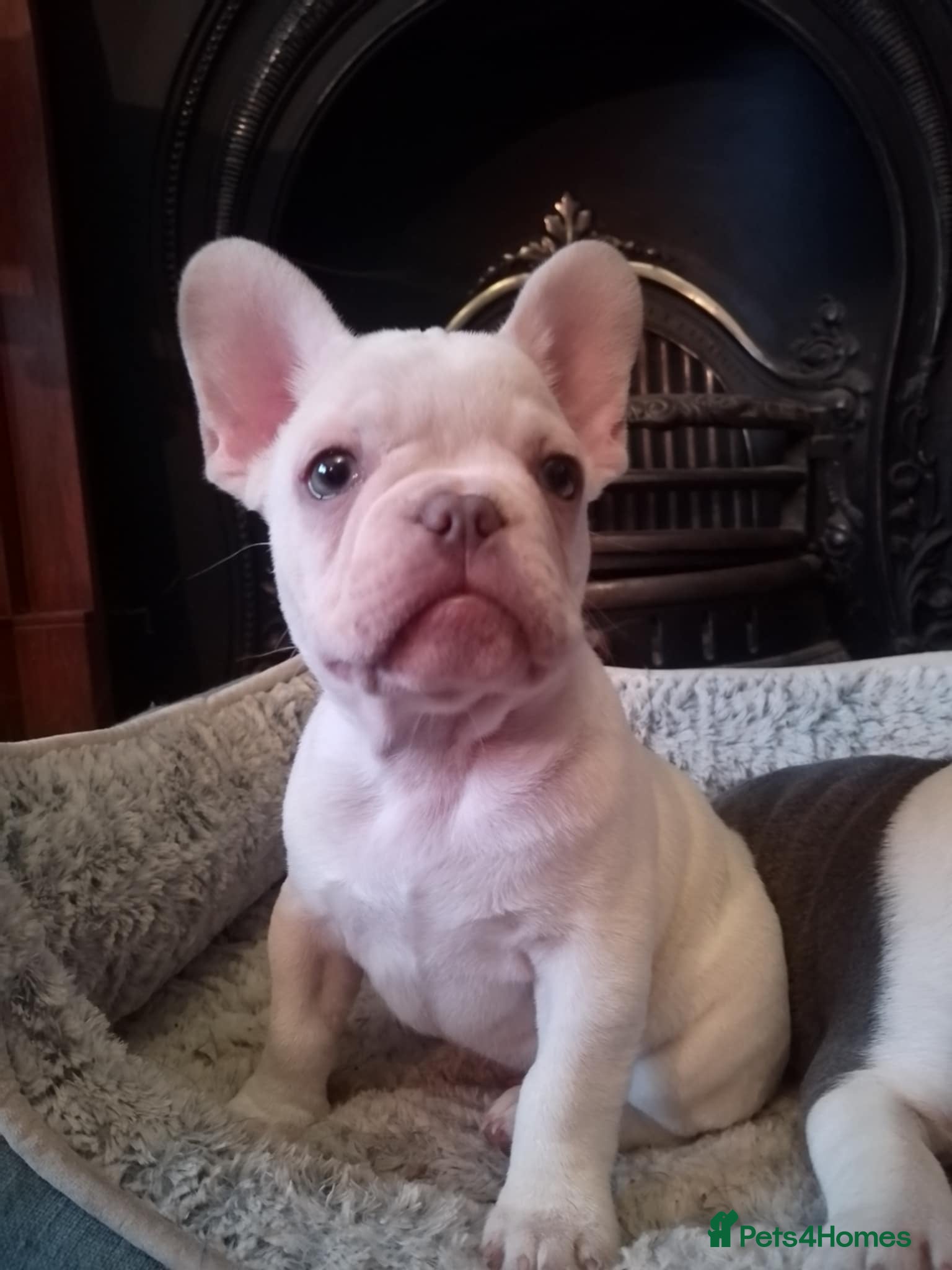 French Bulldog dogs French Bulldog Puppies For Sale  - Advert 7