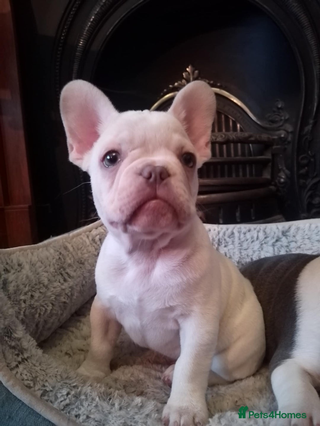 French Bulldog dogs for sale: French Bulldog Puppies For Sale  - Advert 2