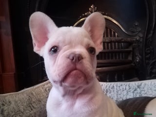 French Bulldog dogs French Bulldog Puppies For Sale - Advert 7