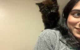 Domestic Shorthair cats for sale: FREE! Gorgeous Blackish Brown kitten - Image 6