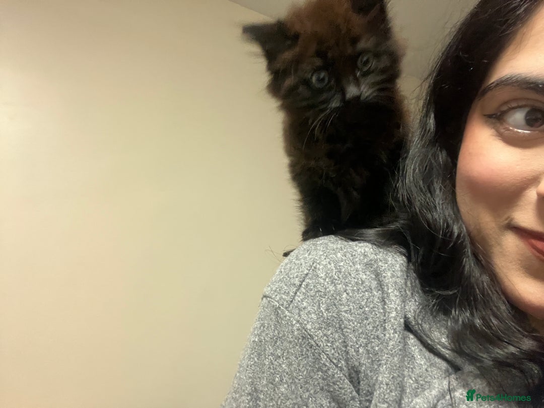 Domestic Shorthair cats for sale: FREE! Gorgeous Blackish Brown kitten - Image 6