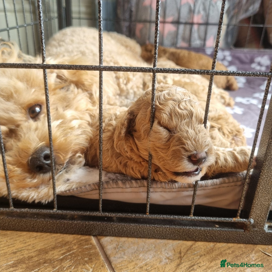 Maltipoo dogs for sale: Adorable Miniature Maltipoo Pups for sale - Image 9