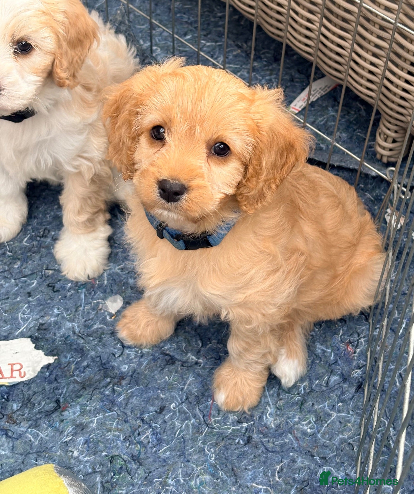 Cavapoo dogs Cavapoo puppies - Advert 18