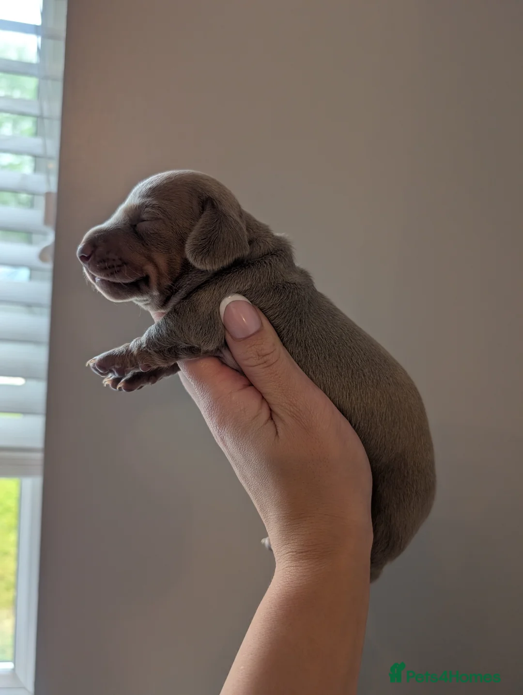 Miniature Dachshund dogs for sale: 🐾 KC Registered Top Quality Miniature Dachunds 🐾 - Advert 2