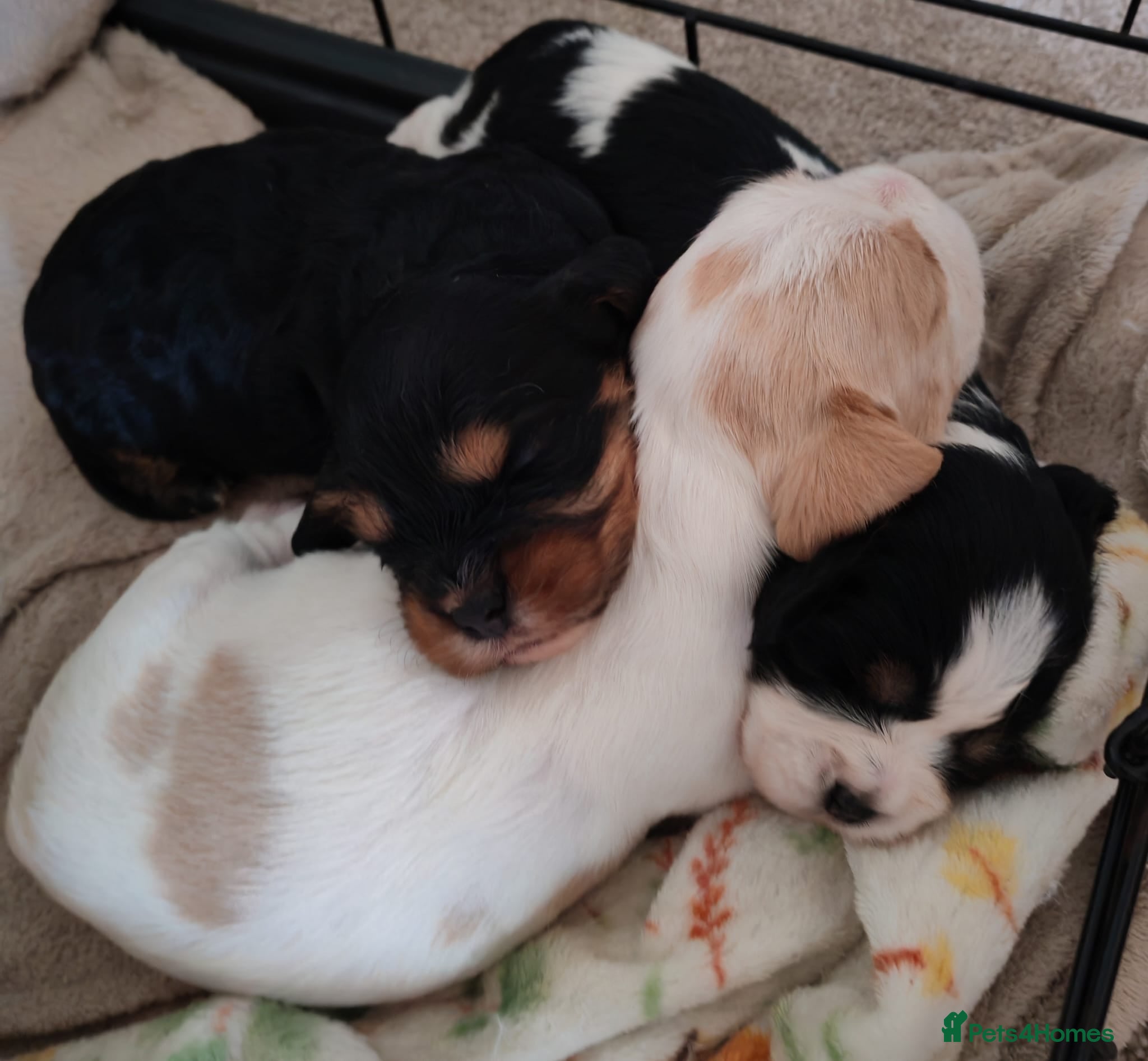 Mixed Breed dogs Cavalier Mixed breed pups. (Havanese / Dachshund) - Advert 1