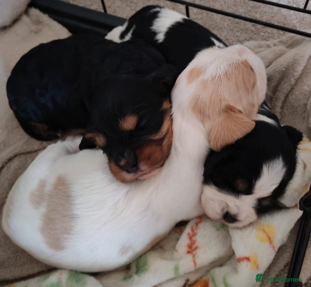 Mixed Breed dogs for sale: Cavalier Mixed breed pups. (Havanese / Dachshund) in Barnsley - Advert 1