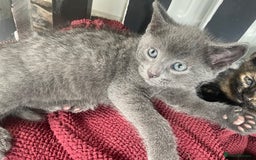Mixed Breed cats for sale: 4 beautiful mixed / BSH kittens  - Image 4