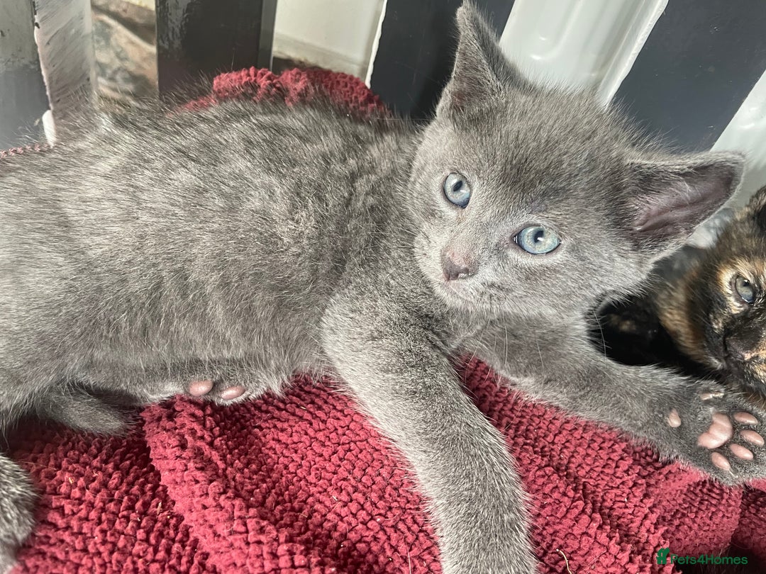 Mixed Breed cats for sale: 4 beautiful mixed / BSH kittens  - Image 4