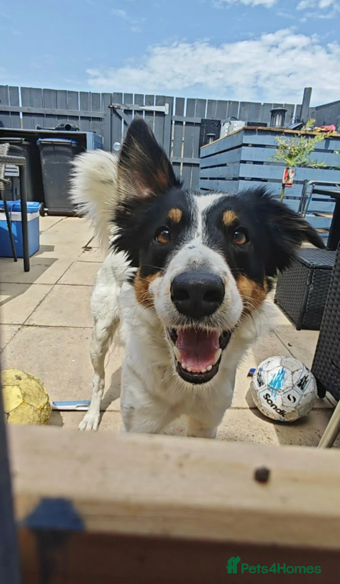 Border Collie dogs for sale: 2 year old female border collie in Durham - Advert 2