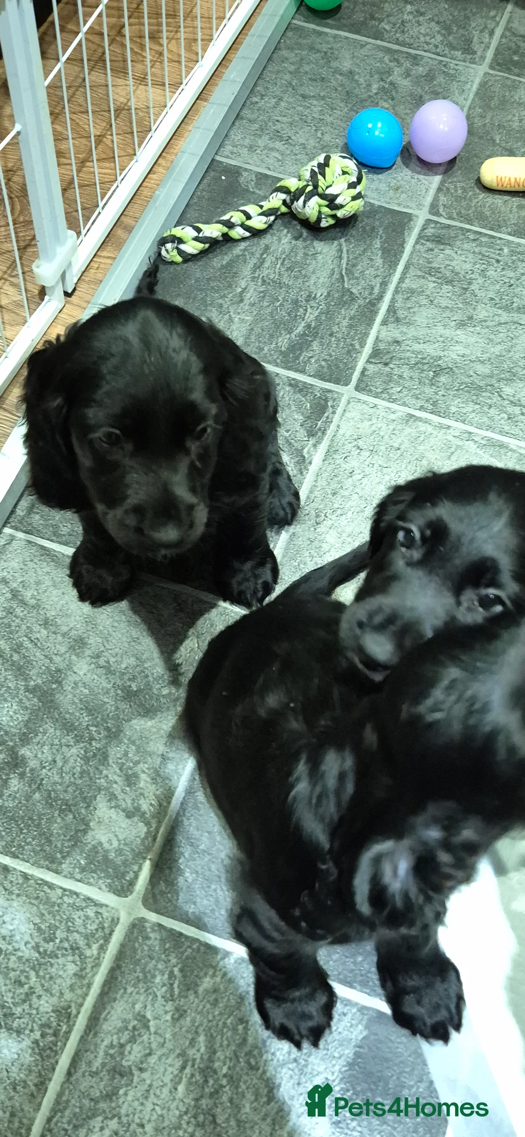 Sprocker dogs for sale: Sprocker spaniel puppies for new homes - Advert 3