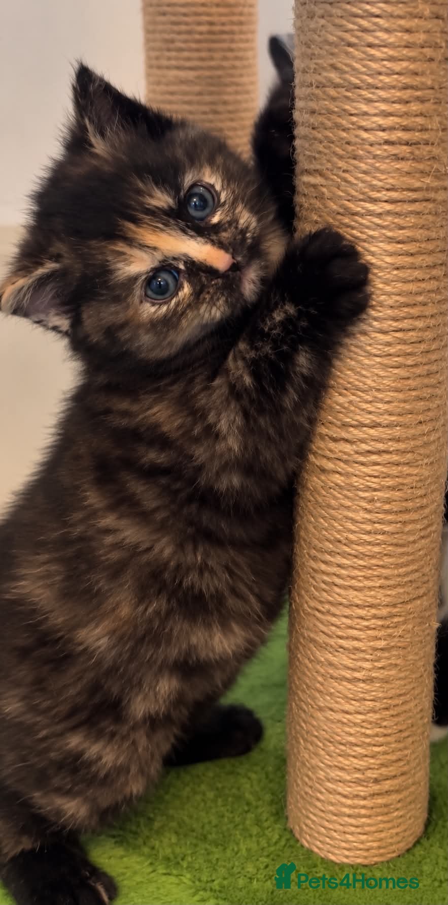 Mixed Breed cats Loveable cuddly girls 💕 - Advert 2