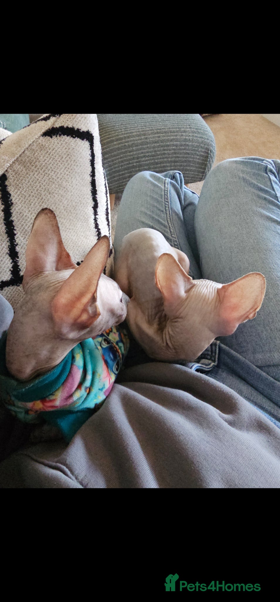 Sphynx cats for sale: Beautiful bonded pair  - Advert 7