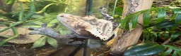 Gecko reptiles for sale: Dark Base Colour Het Emptyback Subadult - Advert 4