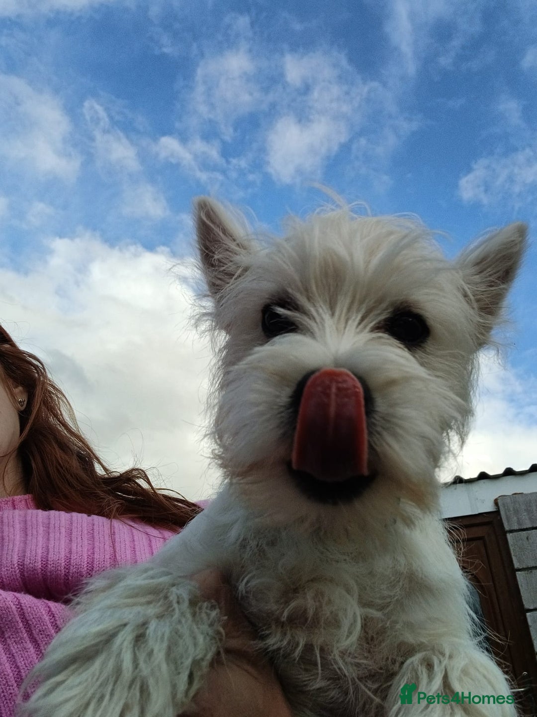 West Highland Terrier dogs for sale: Top quality import champion bred westie - Image 17