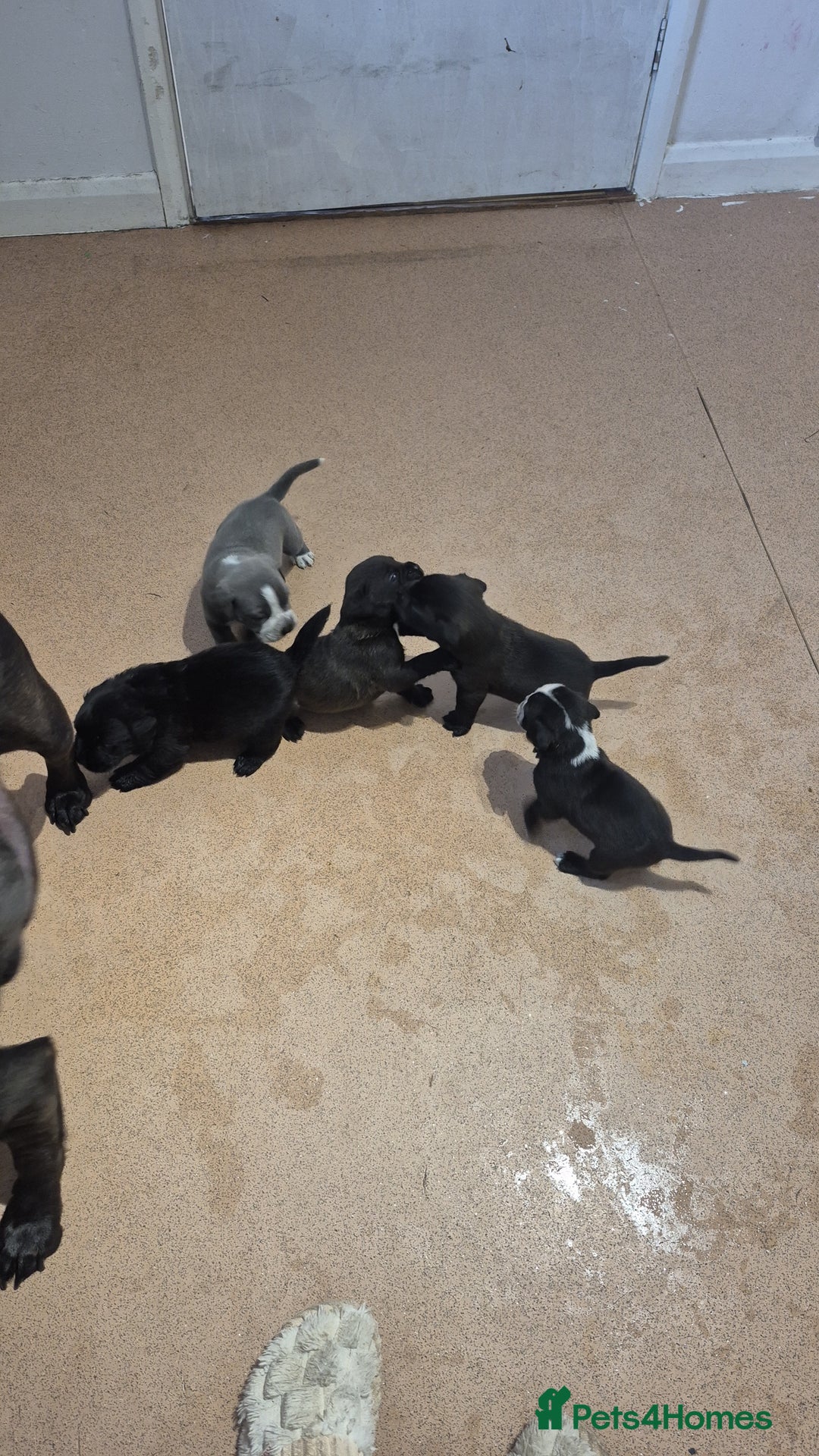 Mixed Breed dogs for sale: Mixed breed puppies - Image 5