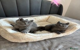 British Shorthair cats for sale: British shorthair kittens - Image 2