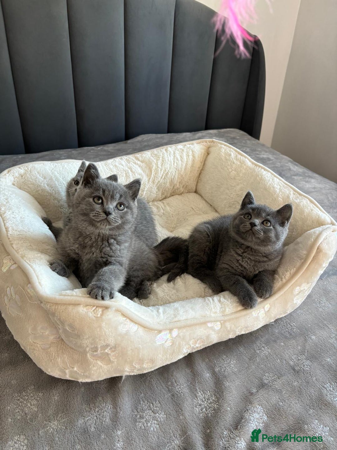 British Shorthair cats for sale: British shorthair kittens - Image 2