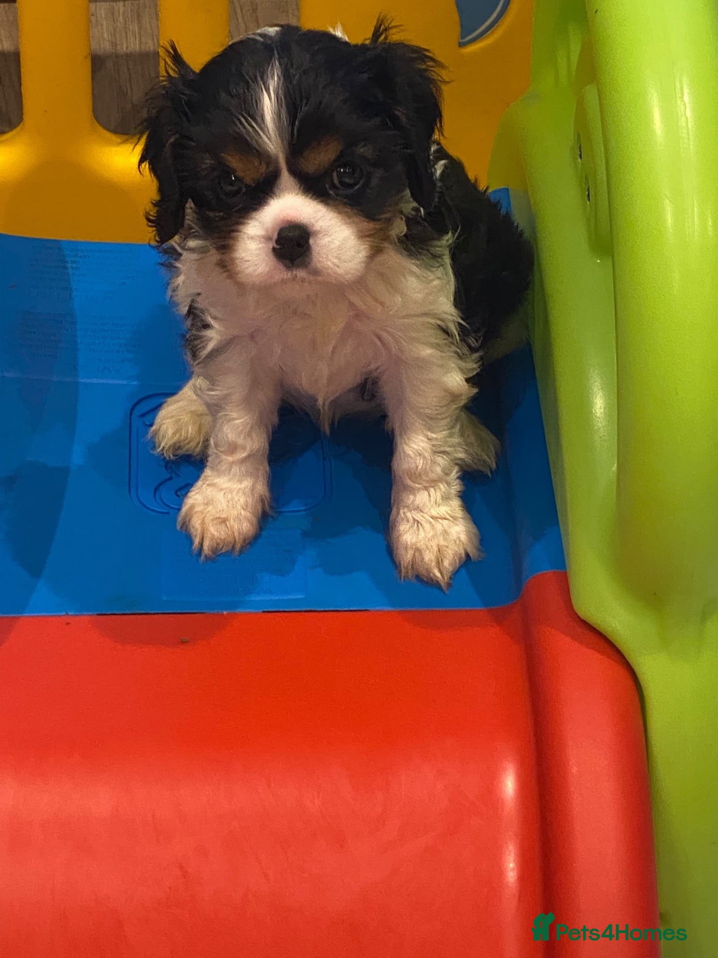 Cavalier King Charles Spaniel dogs Health tested cavaliers  - Advert 1