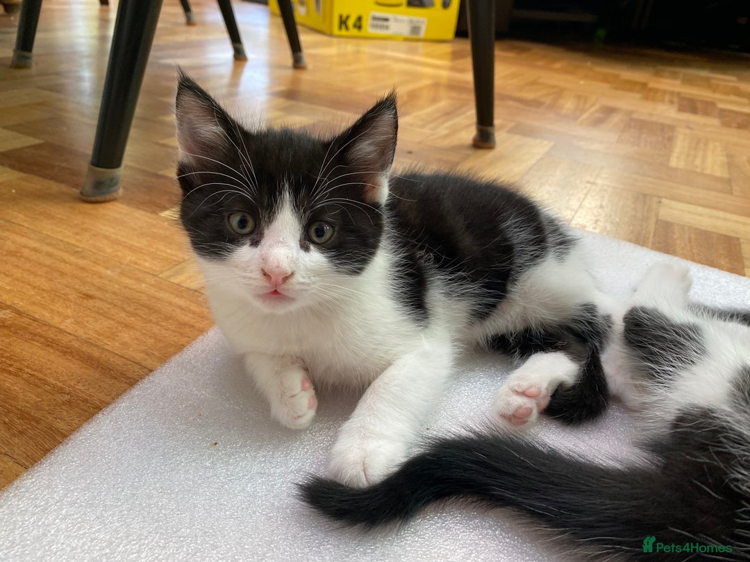 Domestic Shorthair cats for sale: 5 gorgeous little kittens looking for new homes - Image 17