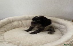 Cocker Spaniel dogs for sale: KC Show Chocolate Roan Boy! - ready 5th October!! - Image 30