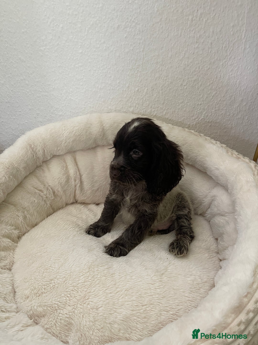 Cocker Spaniel dogs for sale: KC Show Chocolate Roan Boy! - ready 5th October!! - Image 30