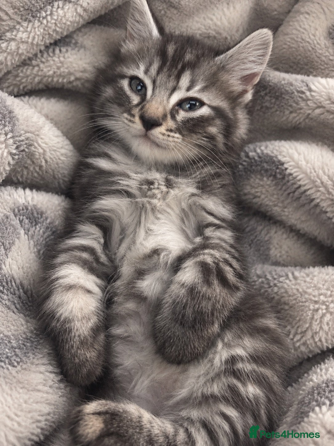 British Shorthair cats Bengal x British longhair  kitten! - Advert 3