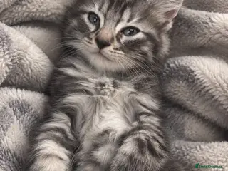 British Shorthair cats Bengal x British longhair kitten! - Advert 3