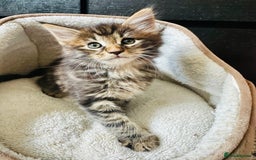 Maine Coon cats for sale: Mainecoon kittens  - Image 1
