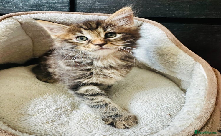 Maine Coon cats - Advert 8