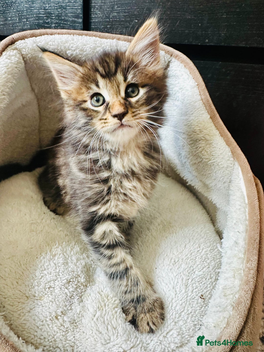 Maine Coon cats for sale: Mainecoon kittens  - Image 1