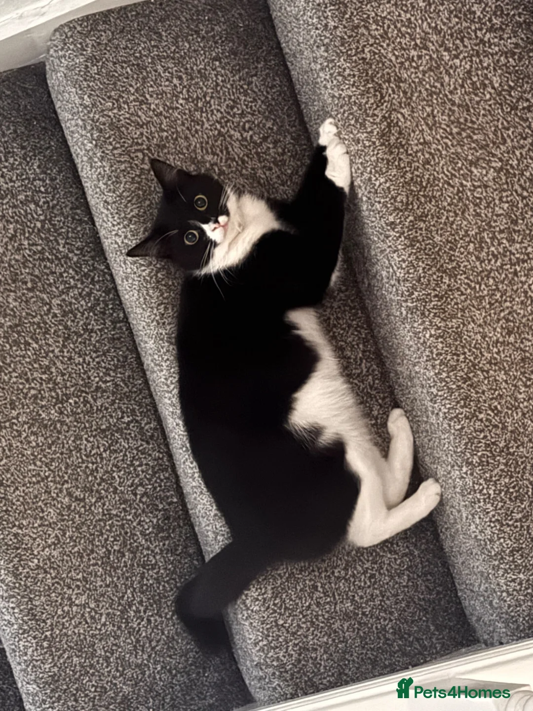 Mixed Breed cats for sale: Male kitten  - Advert 2