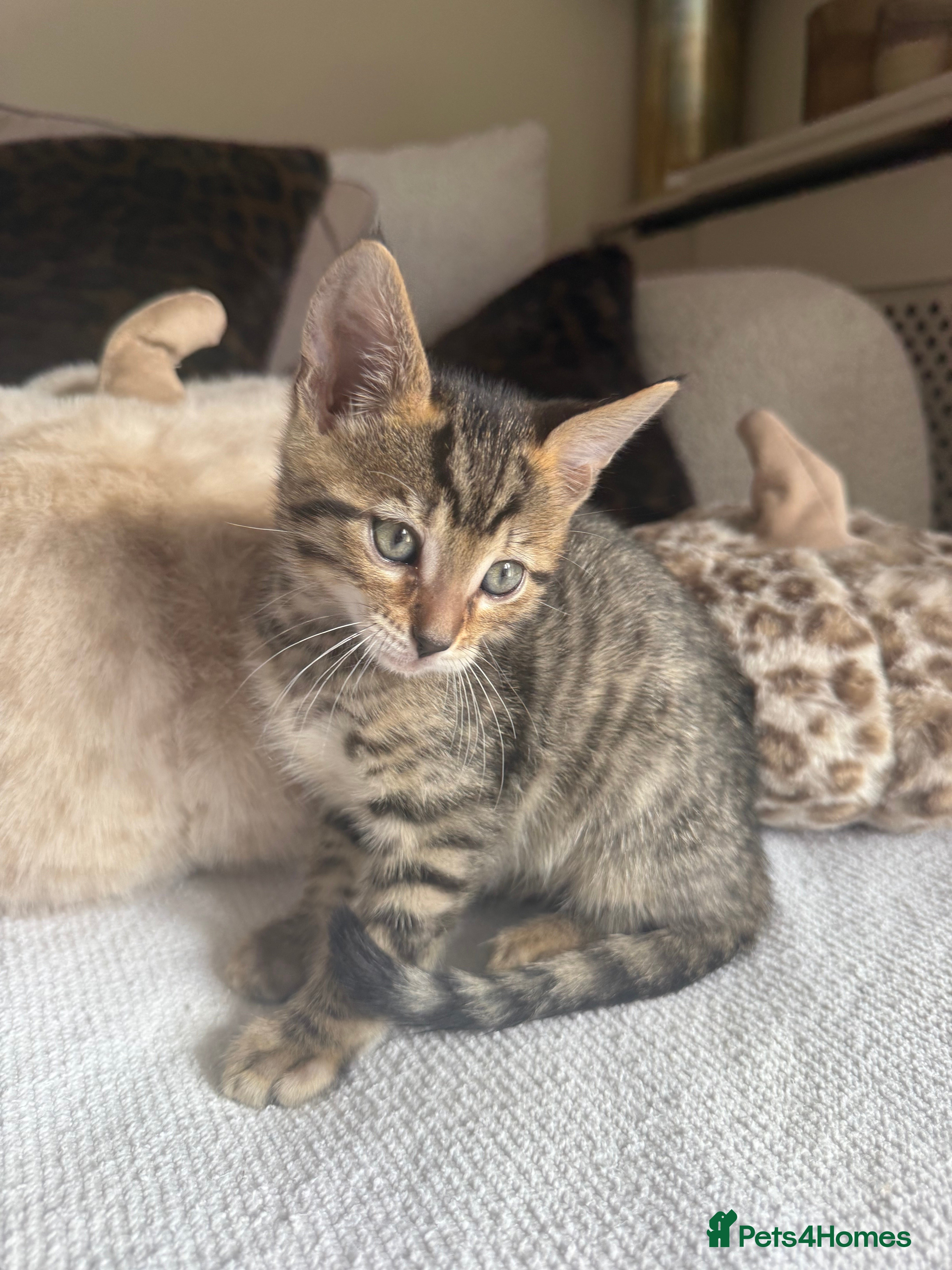 Bengal cats 🐯💕💙 beautiful rosette bengal kittens 💕💙🐯 - Advert 2
