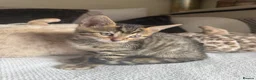 Bengal cats for sale: 🐯💕💙 beautiful rosette bengal kittens 💕💙🐯 - Advert 2