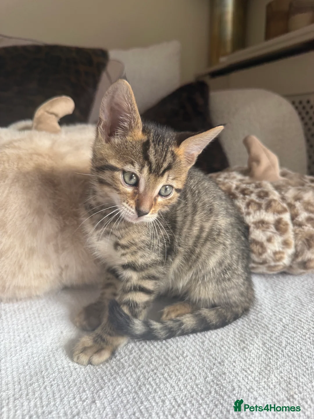 Bengal cats for sale: 🐯💕💙 beautiful rosette bengal kittens 💕💙🐯 - Advert 2