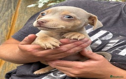 Jack Russell dogs for sale: Rare lilac and tan miniature jack russels  - Image 4