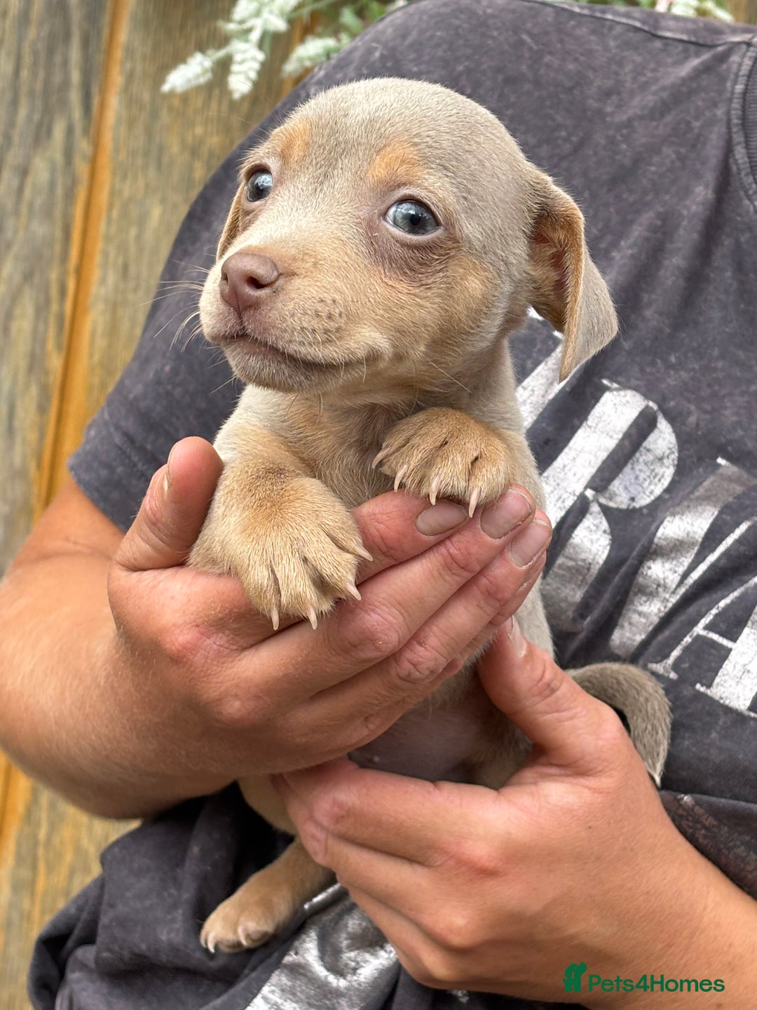 Jack Russell dogs for sale: Rare lilac and tan miniature jack russels  - Image 4