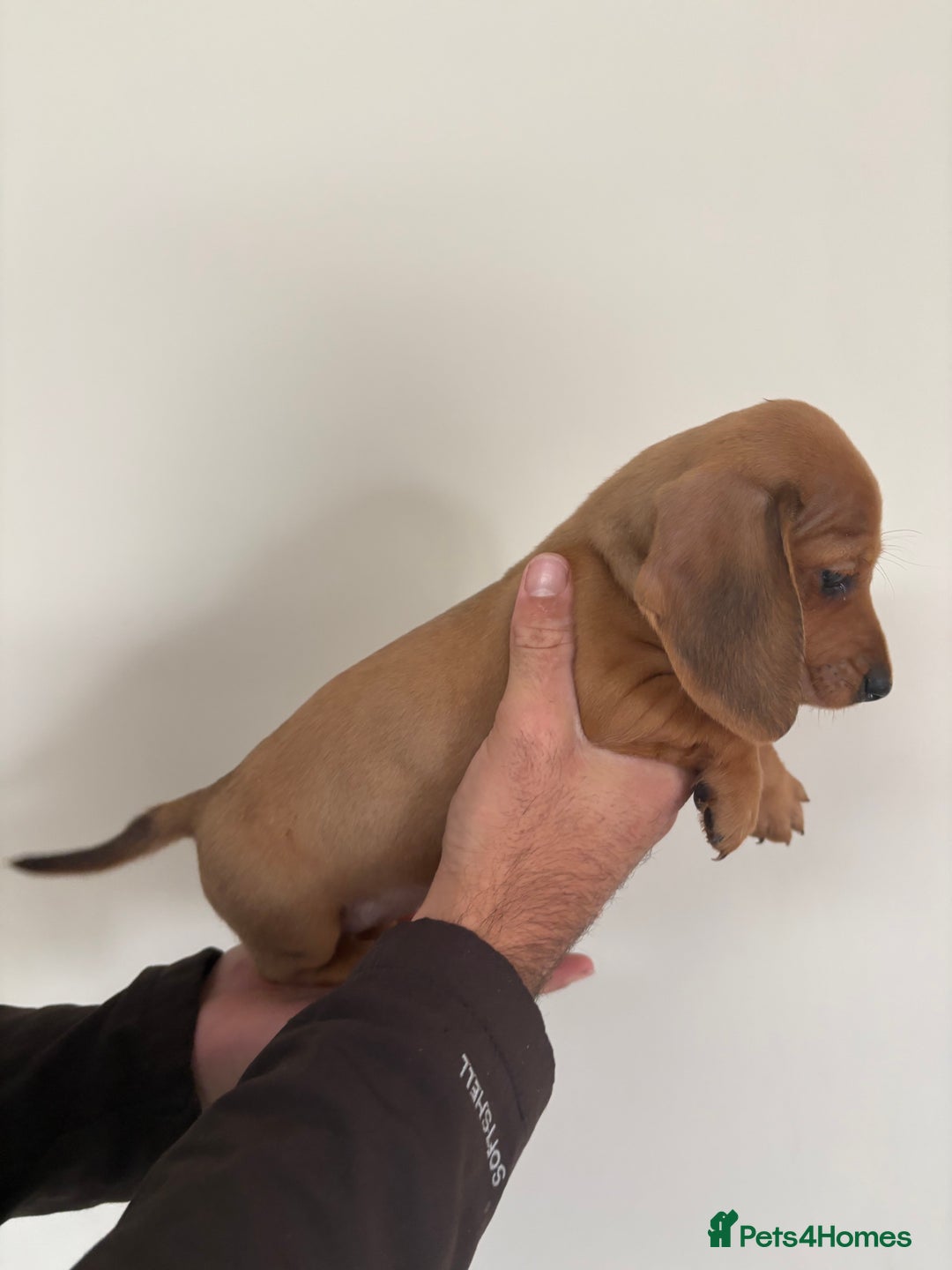 Miniature Dachshund dogs for sale: Gorgeous Long &short haired mini dachshund puppies - Image 13